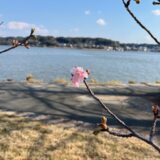 「河津桜」