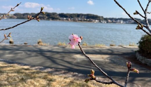「河津桜」