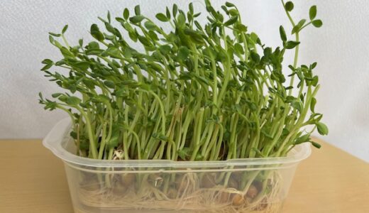 「豆苗、再生栽培中！」