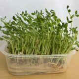 「豆苗、再生栽培中！」